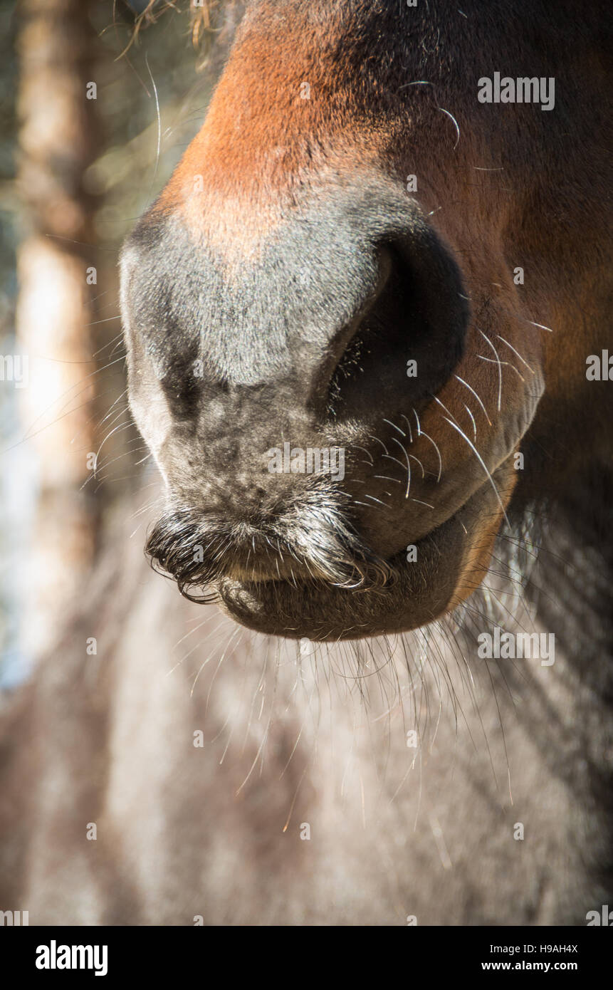 Un caballo mostrando su bigote Foto de stock