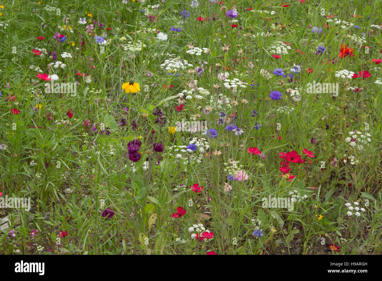 Flores silvestres en un campo de hierba con diferentes tipos y colores de flores. Foto de stock