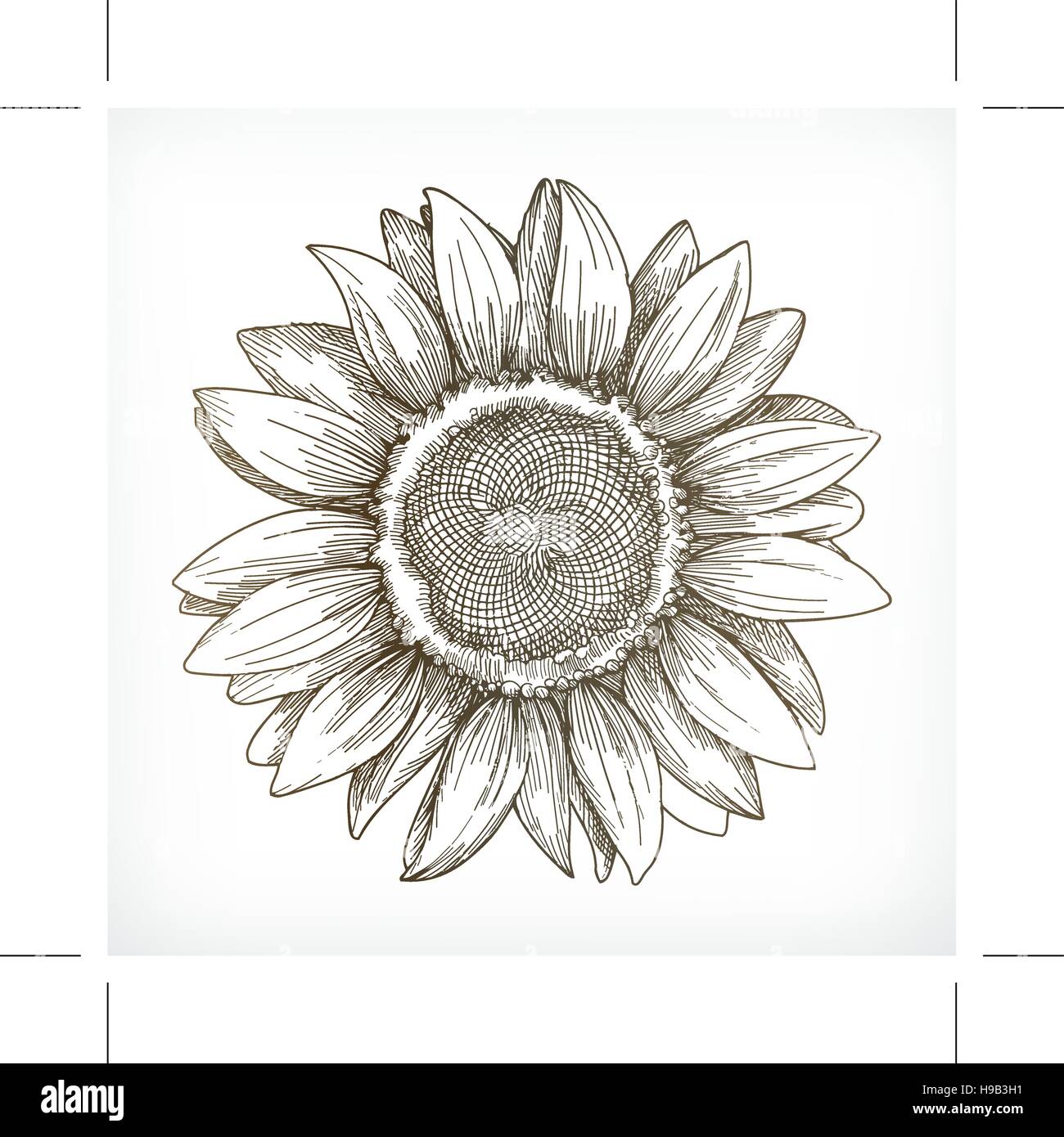 Girasol boceto, dibujo a mano, ilustración vectorial Imagen Vector de stock  - Alamy