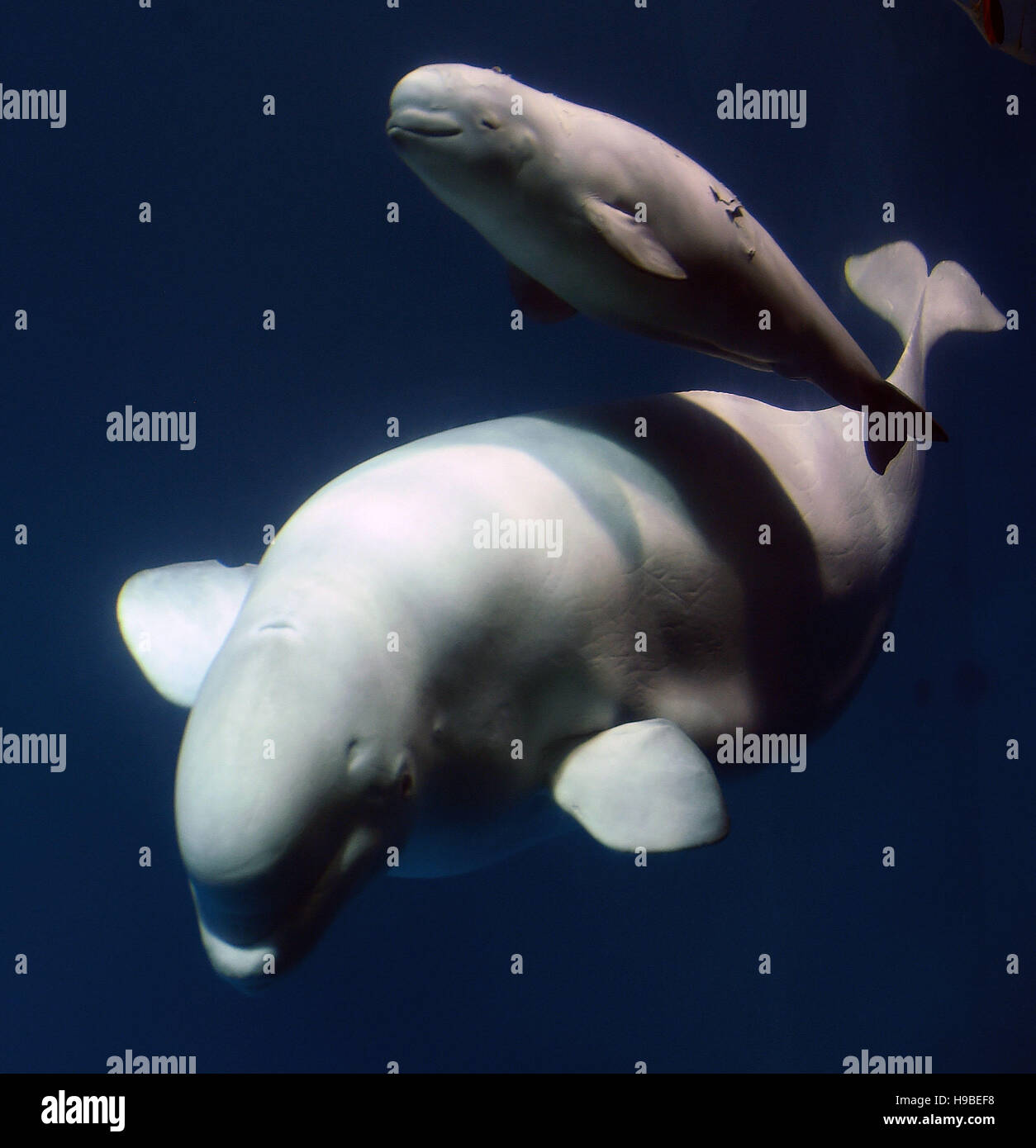 Changsha Provincia De Hunan En China Nov 16 Una Beluga Nada Con Su Bebe En Changsha Mundo Marino En Changsha Capital De La Provincia De Hunan En China Central Noviembre