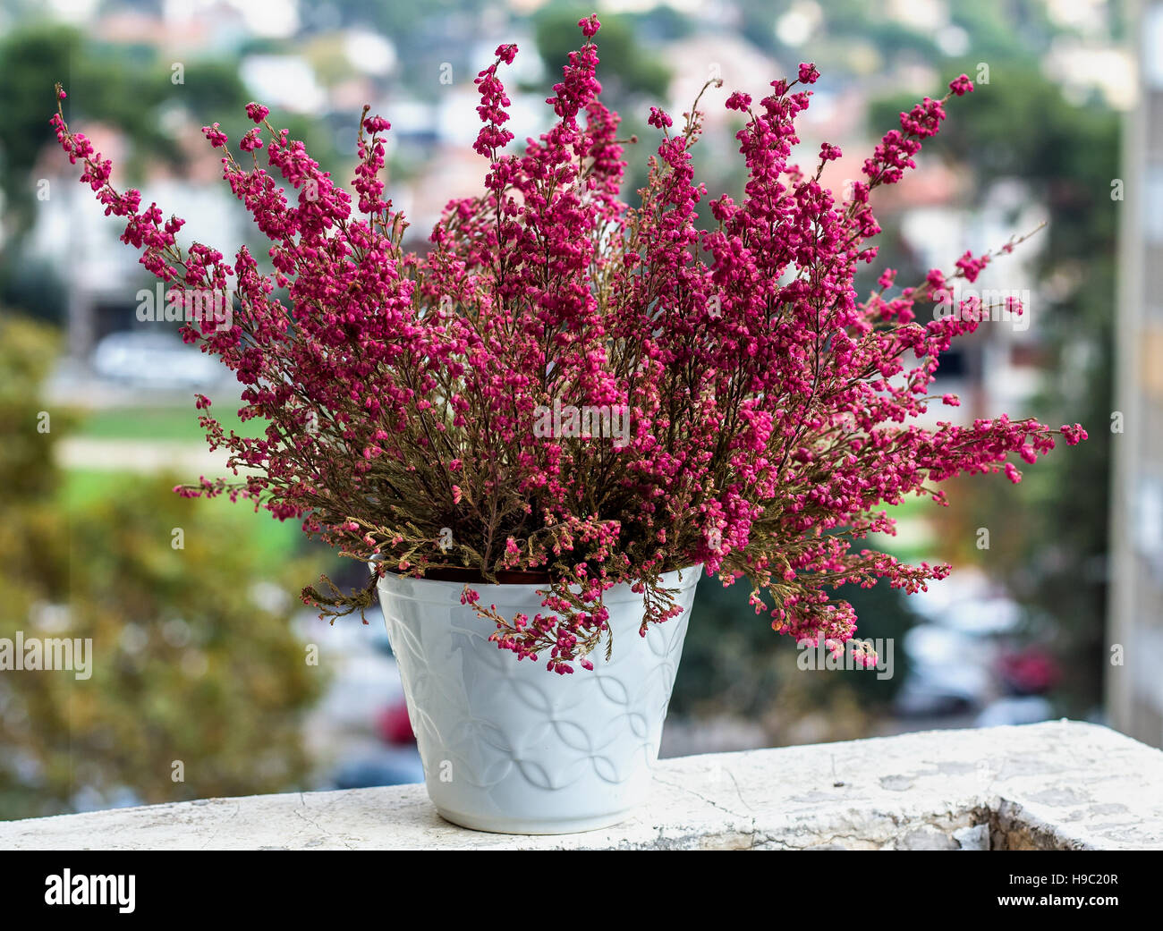 En una olla de brezo (Calluna vulgaris) antecedentes de árbol Fotografía de  stock - Alamy