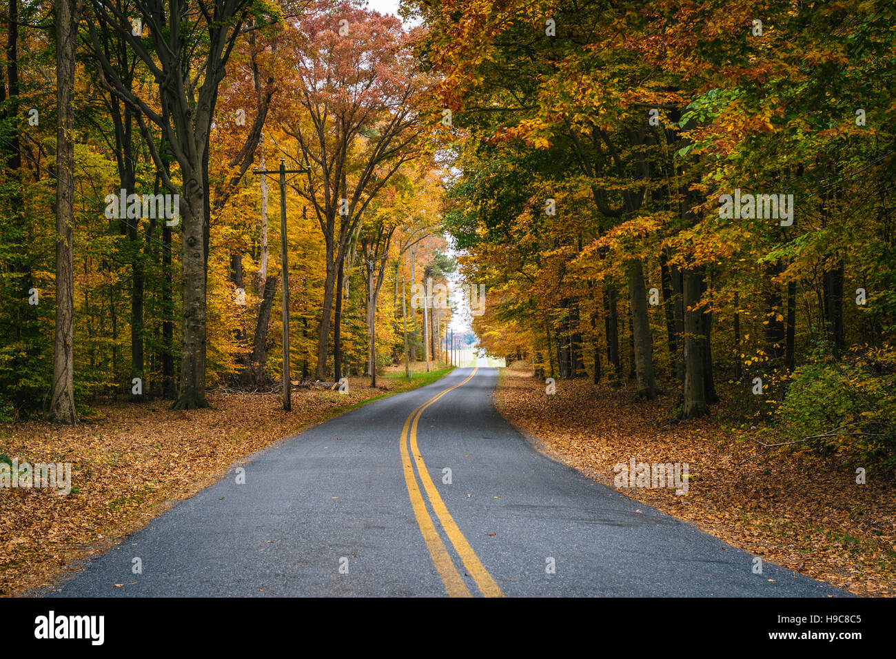 Colores del Otoño junto a Carmichael Road, cerca de la isla de Wye, Maryland. Foto de stock