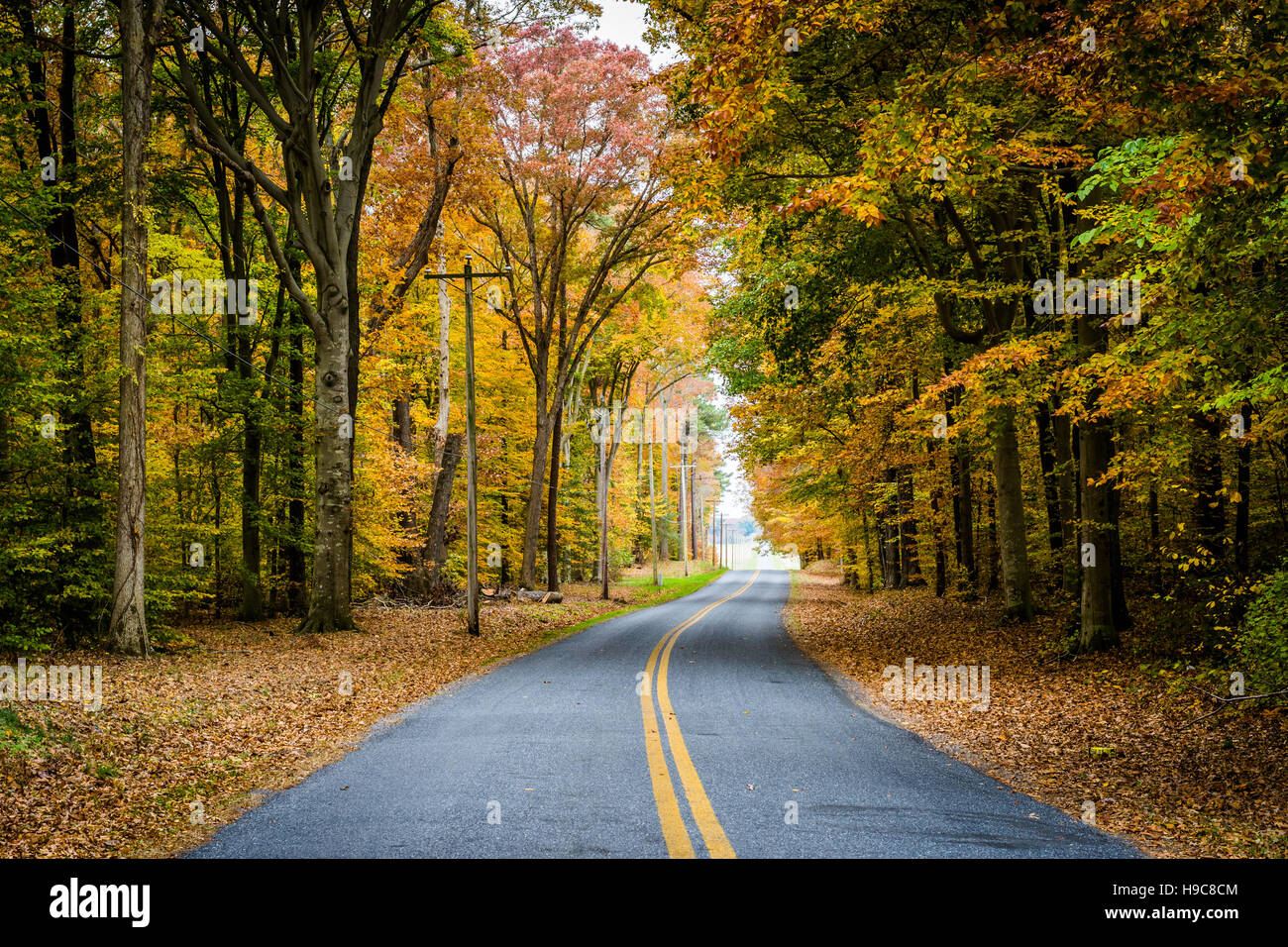 Colores del Otoño junto a Carmichael Road, cerca de la isla de Wye, Maryland. Foto de stock