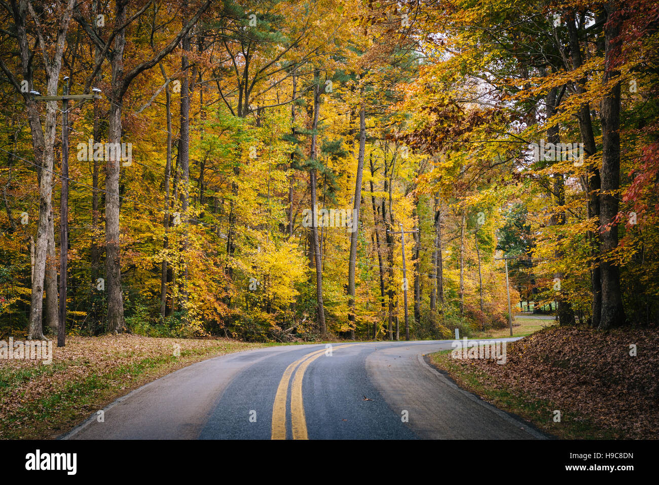 Colores del Otoño junto a Carmichael Road, cerca de la isla de Wye, Maryland. Foto de stock