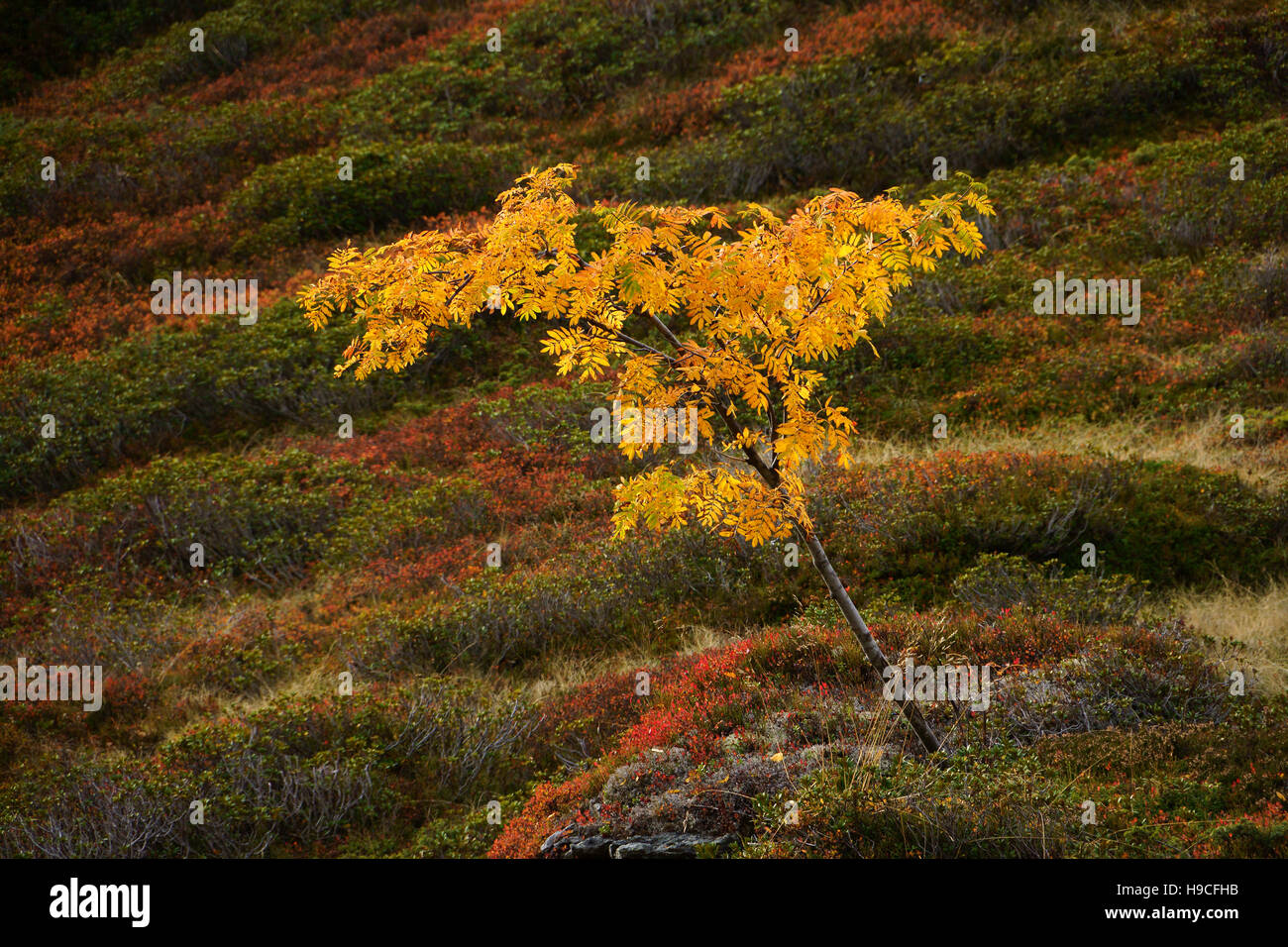 Árbol Fresno Fraxinus excelsior hojas amarillas, otoño de colores del otoño, Alpes Suizos Foto de stock