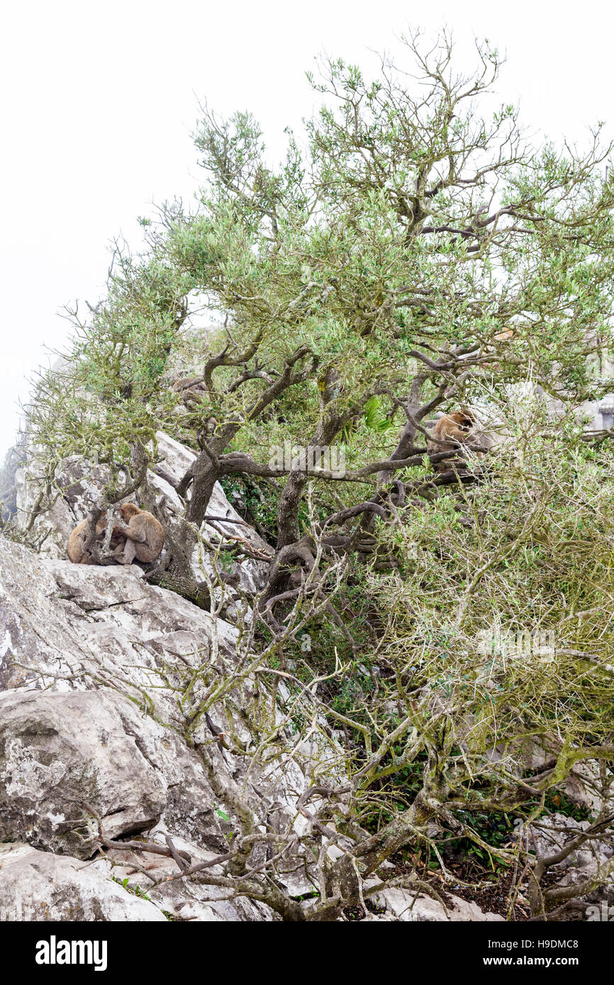 Los monos de Gibraltar o los Macacos sentado en el árbol en la parte superior de la roca encima de Gibraltar Foto de stock