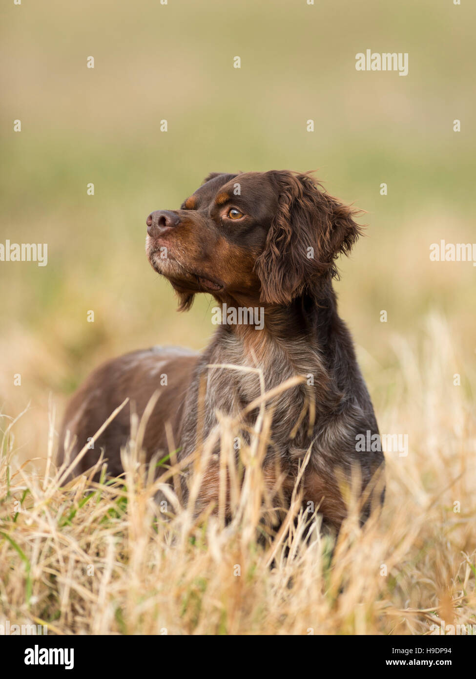 Un perro de caza Epagneul Breton francés Fotografía de stock - Alamy