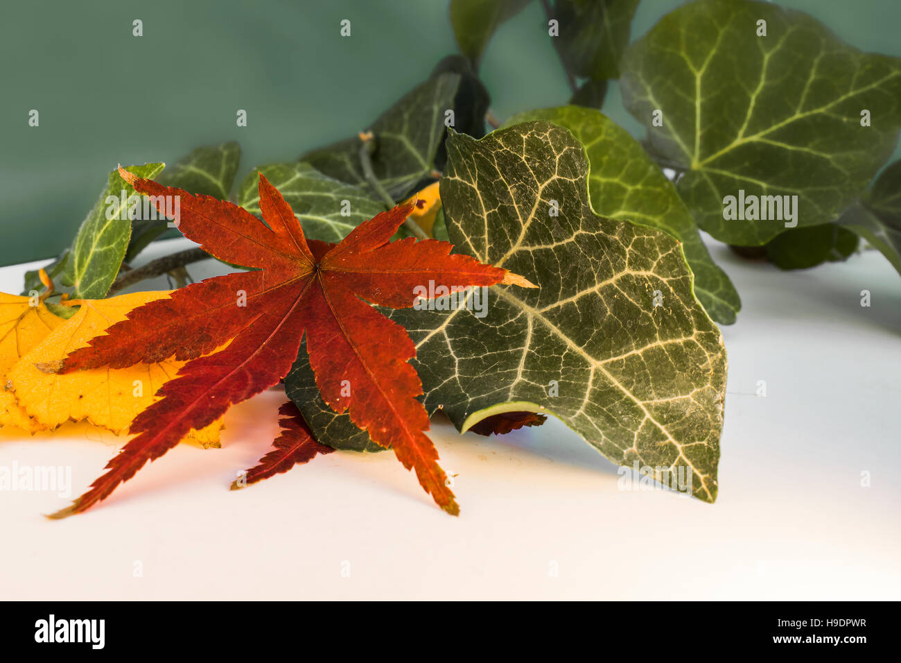 Hojas Secas de arce japonés y otras hojas Fotografía de stock Alamy
