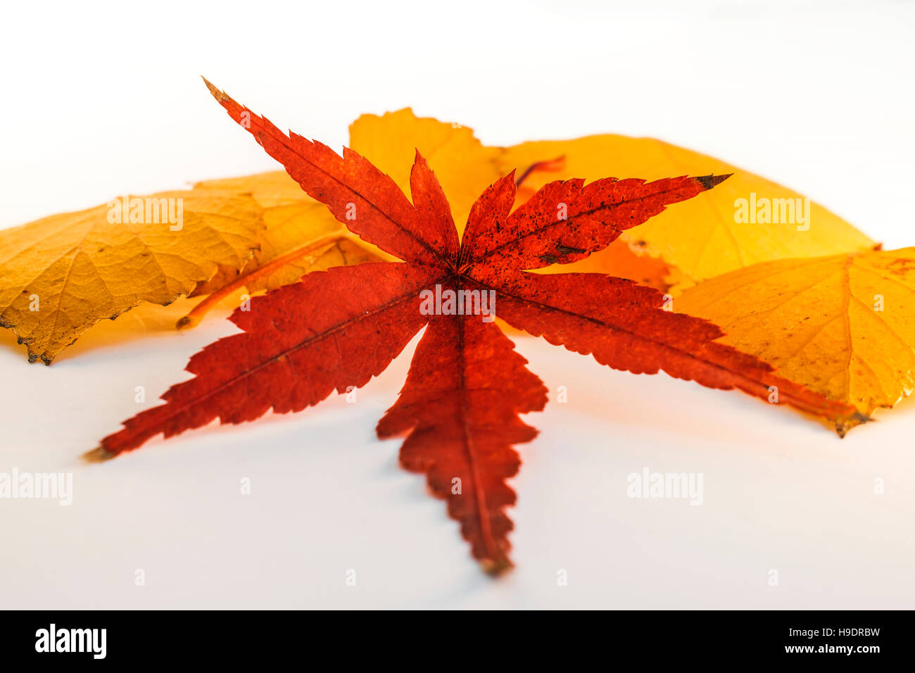 Hojas Secas de arce japonés y otras hojas Fotografía de stock Alamy