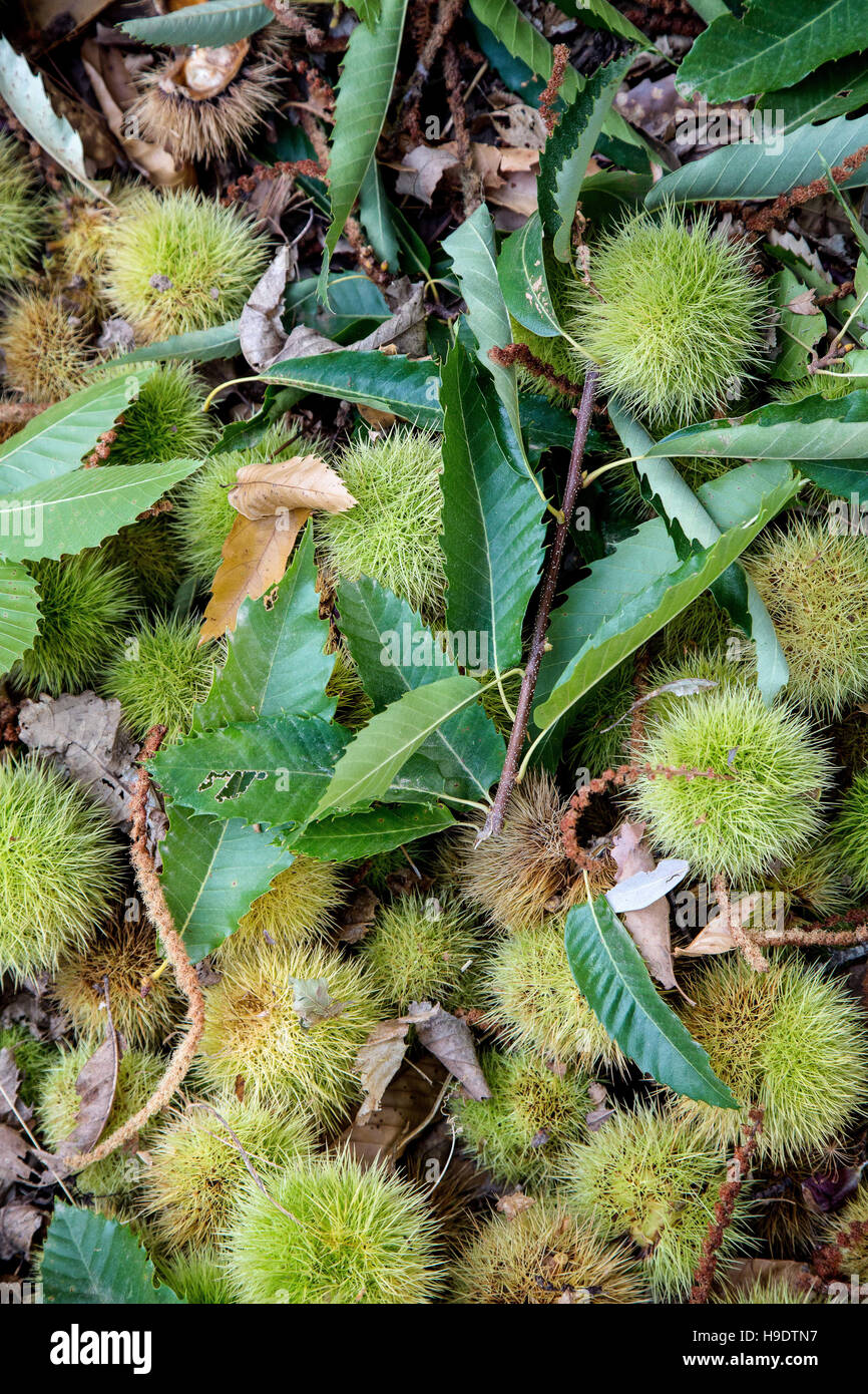 Las castañas en el suelo en Andalucía, España Foto de stock