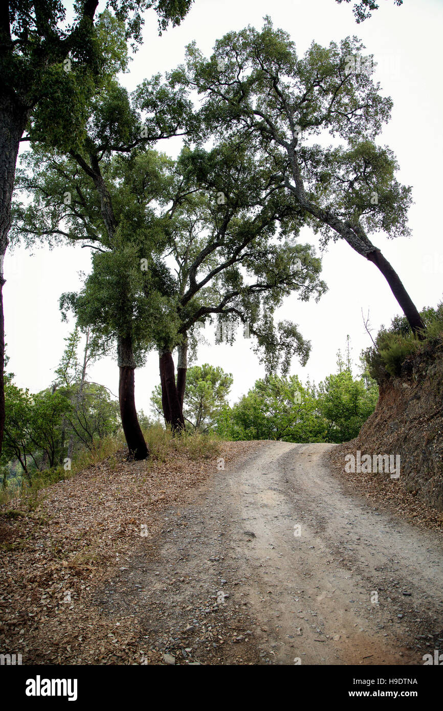 Carretera de montaña revestida con castaños en Andalucía, España. Foto de stock