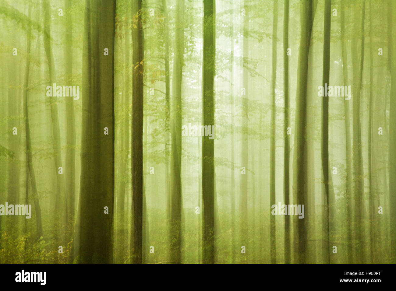 Bosques caducifolios en otoño, los troncos de los árboles, luz suave, resumen Foto de stock