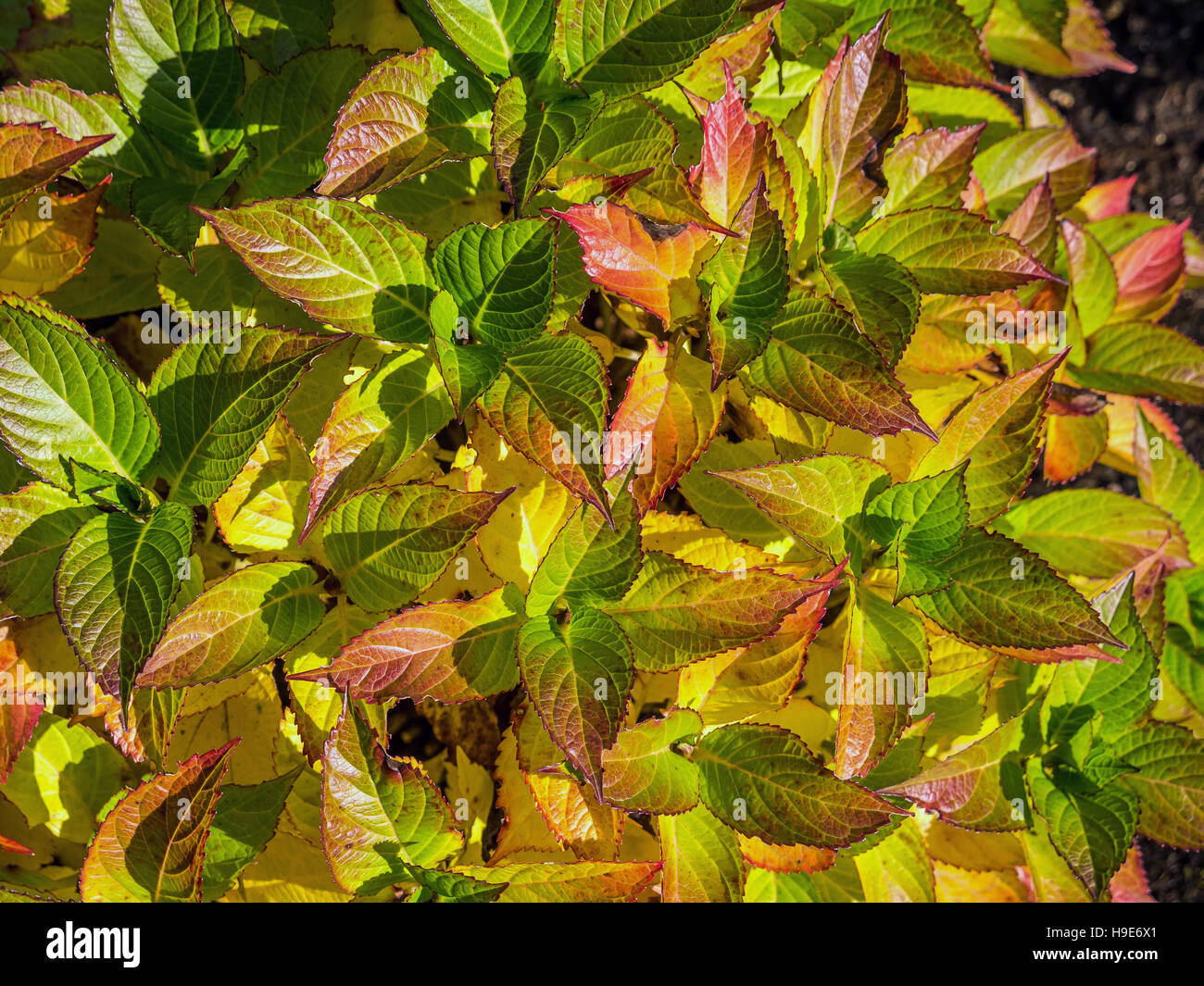 Primer plano de Smooth Hydrangea hojas en otoño colores de tiempo Foto de stock