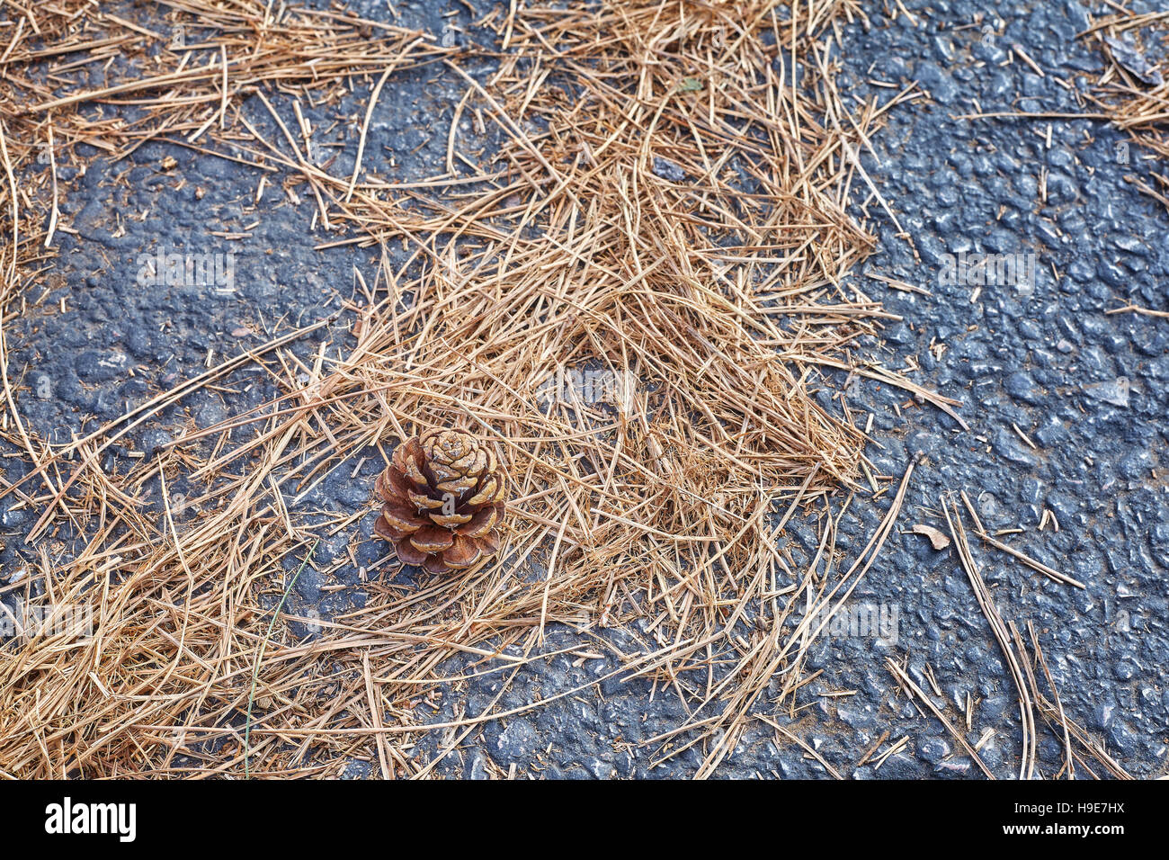 Cono de pino y dispersas hojas de pasto seco y agujas sobre un fondo de asfalto. Foto de stock