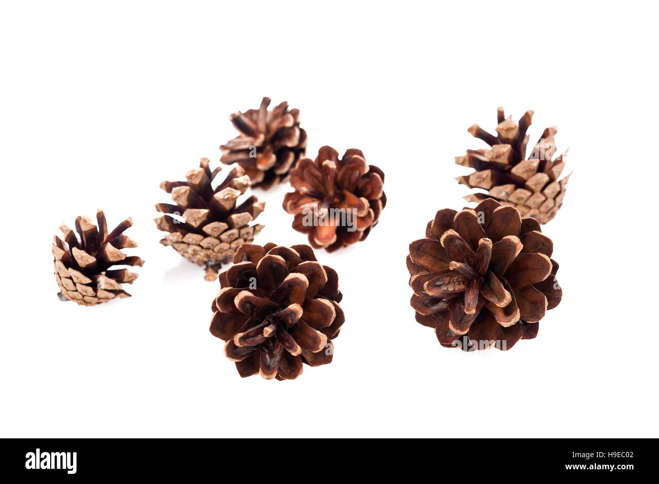 Los conos de pino grupo aislado en blanco Foto de stock