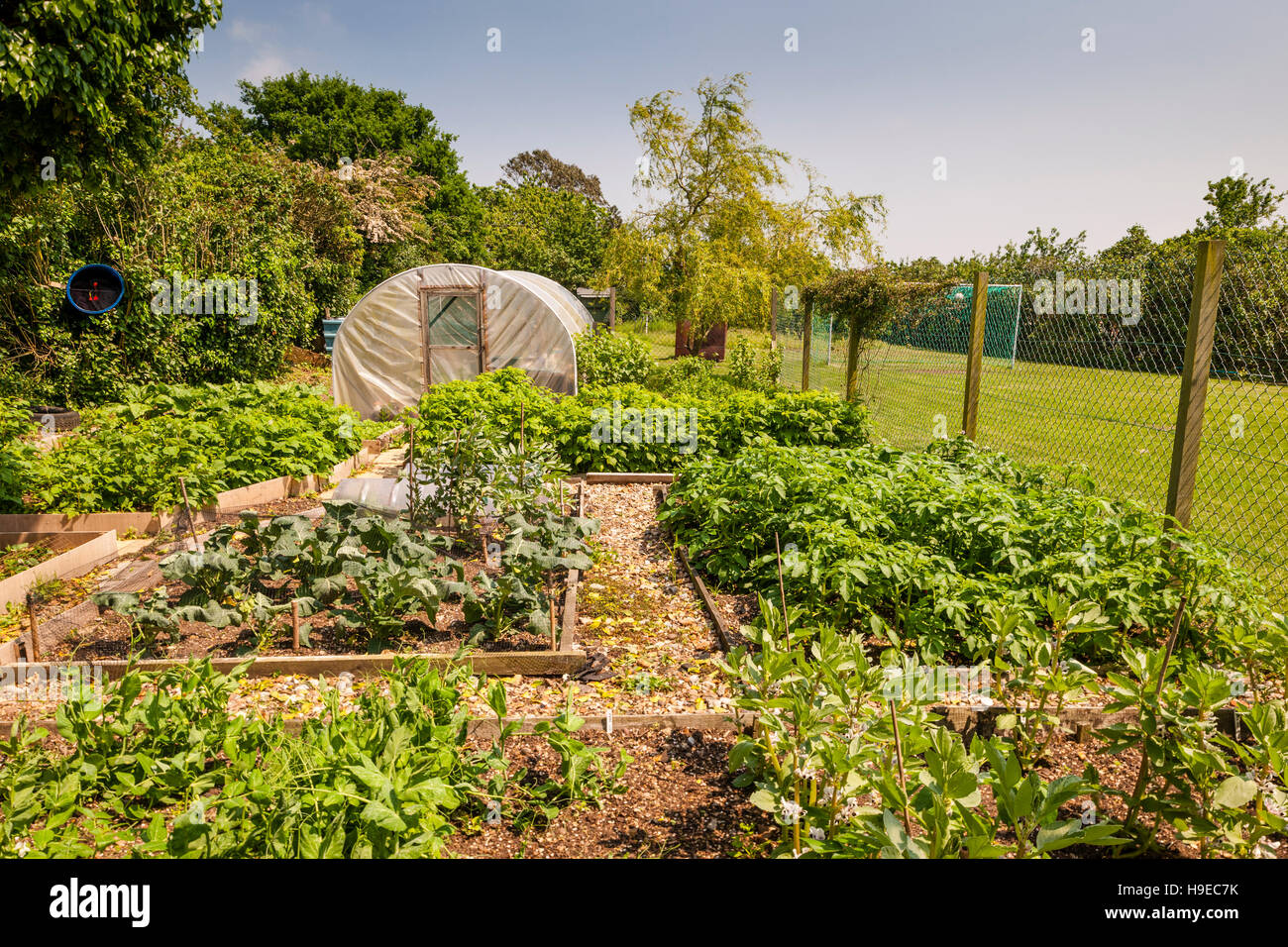 Un huerto en un jardín maduro en Broome , Bungay , Suffolk , Inglaterra , Gran Bretaña , Reino Unido Foto de stock