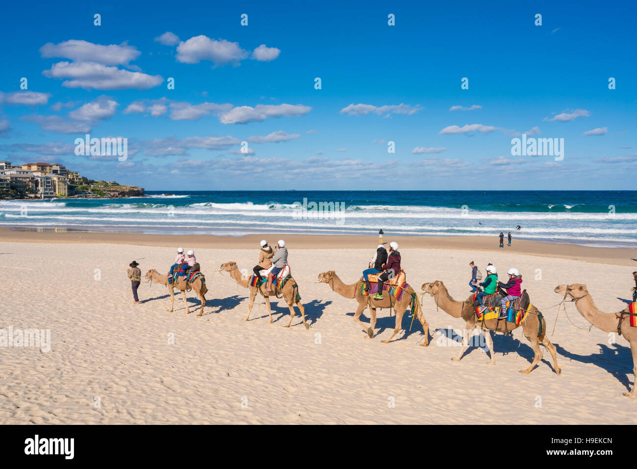 Los turistas montar camellos en Bondi Beach, Sydney Foto de stock
