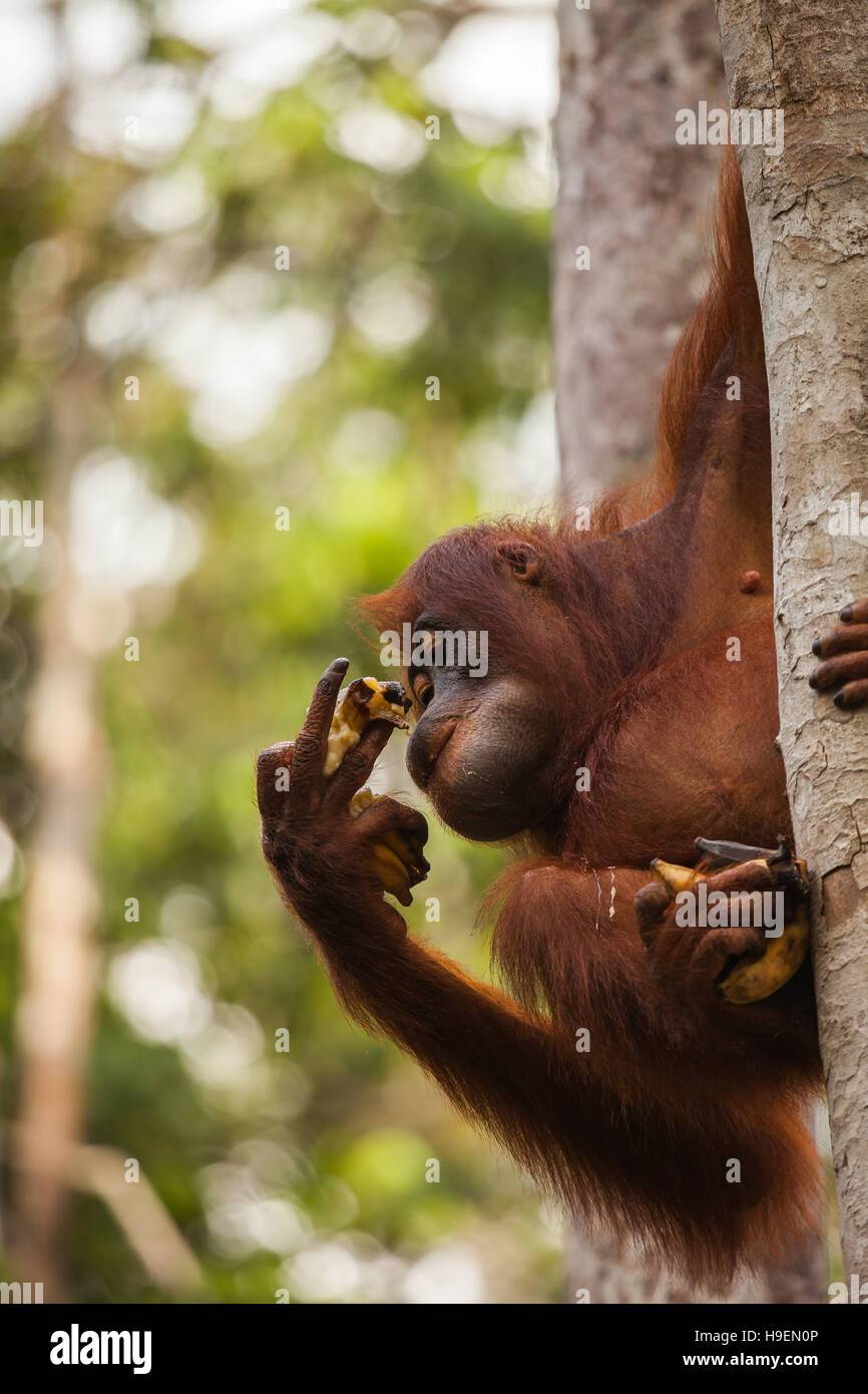 Los orangutanes son exclusivamente las dos especies asiáticas de extant grandes simios. Nativo de Indonesia y Malasia, los orangutanes se encuentran actualmente sólo en la ra Foto de stock