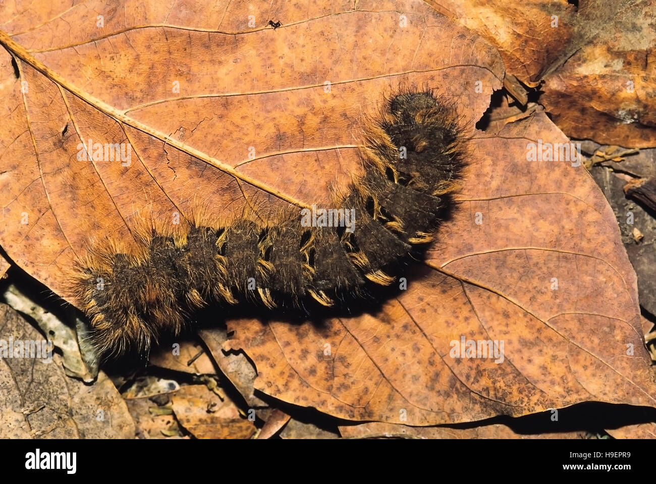 Mango hojarasca Caterpillar. Pune, Maharashtra, India. Foto de stock