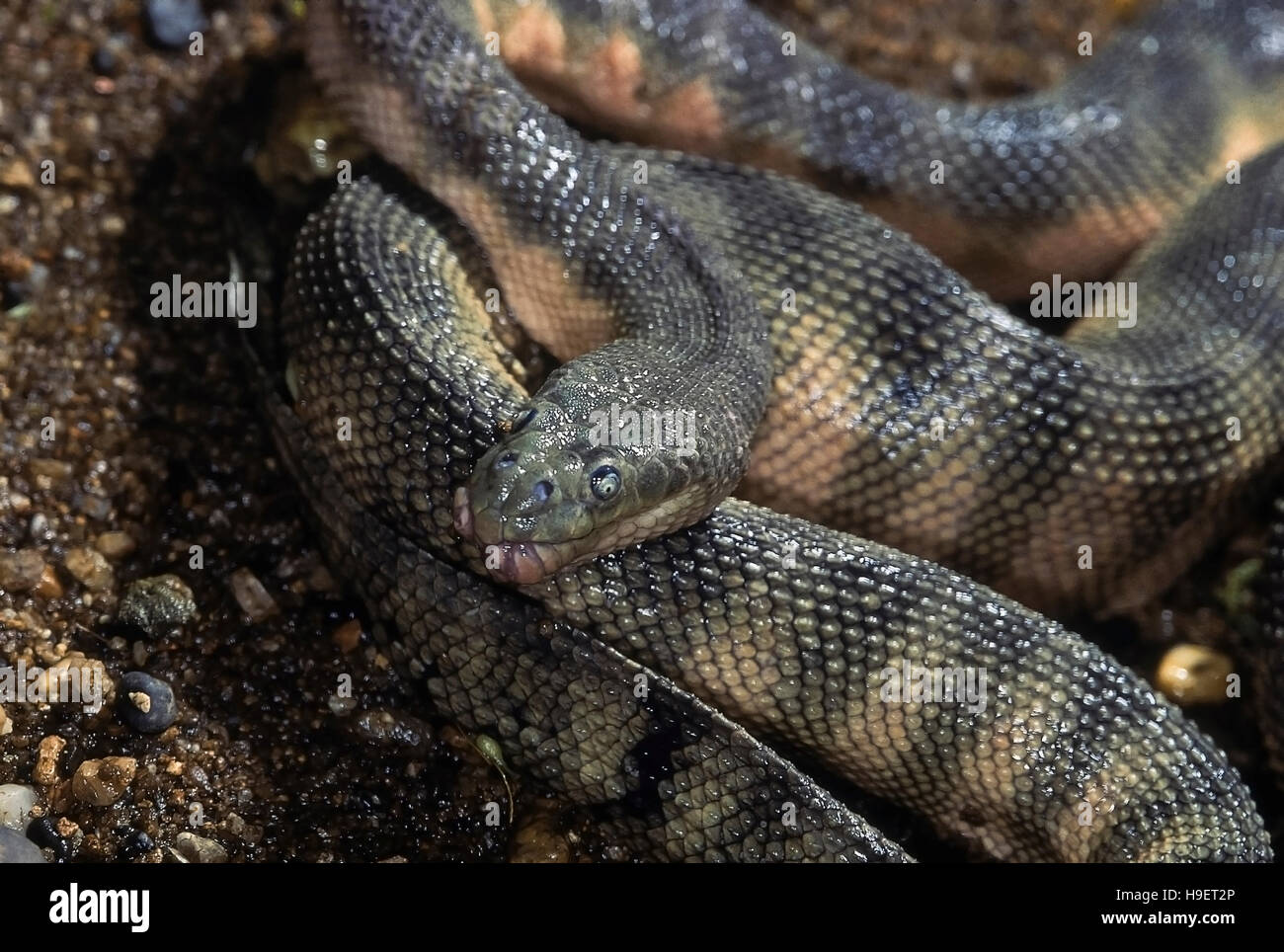 Nariz de gancho Enhydrina schistosa serpiente de mar. Cerrar la cabeza mostrando el detalle y escalas. Modelo de la costa de Mumbai, Maharashtra, India. Foto de stock