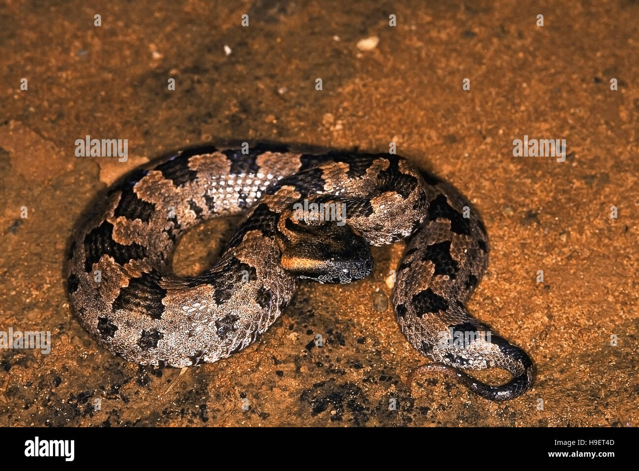 Montaña BLOTCHED PIT VIPER Ovophis montcola , Arunachal Pradesh, India