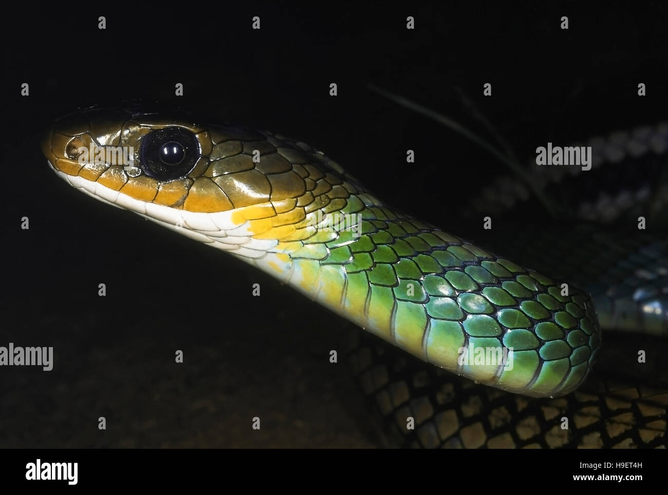 Green rat snake, ptyas, coluber nigromarginatus. Cerca de la cabeza y el cuello. adulto del distrito de changlang, Arunachal Pradesh, India. Foto de stock