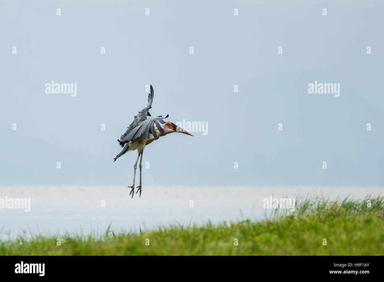 Una cigüeña Marabú scavenger bird acerca a tierra cerca del lago Hawassa Foto de stock