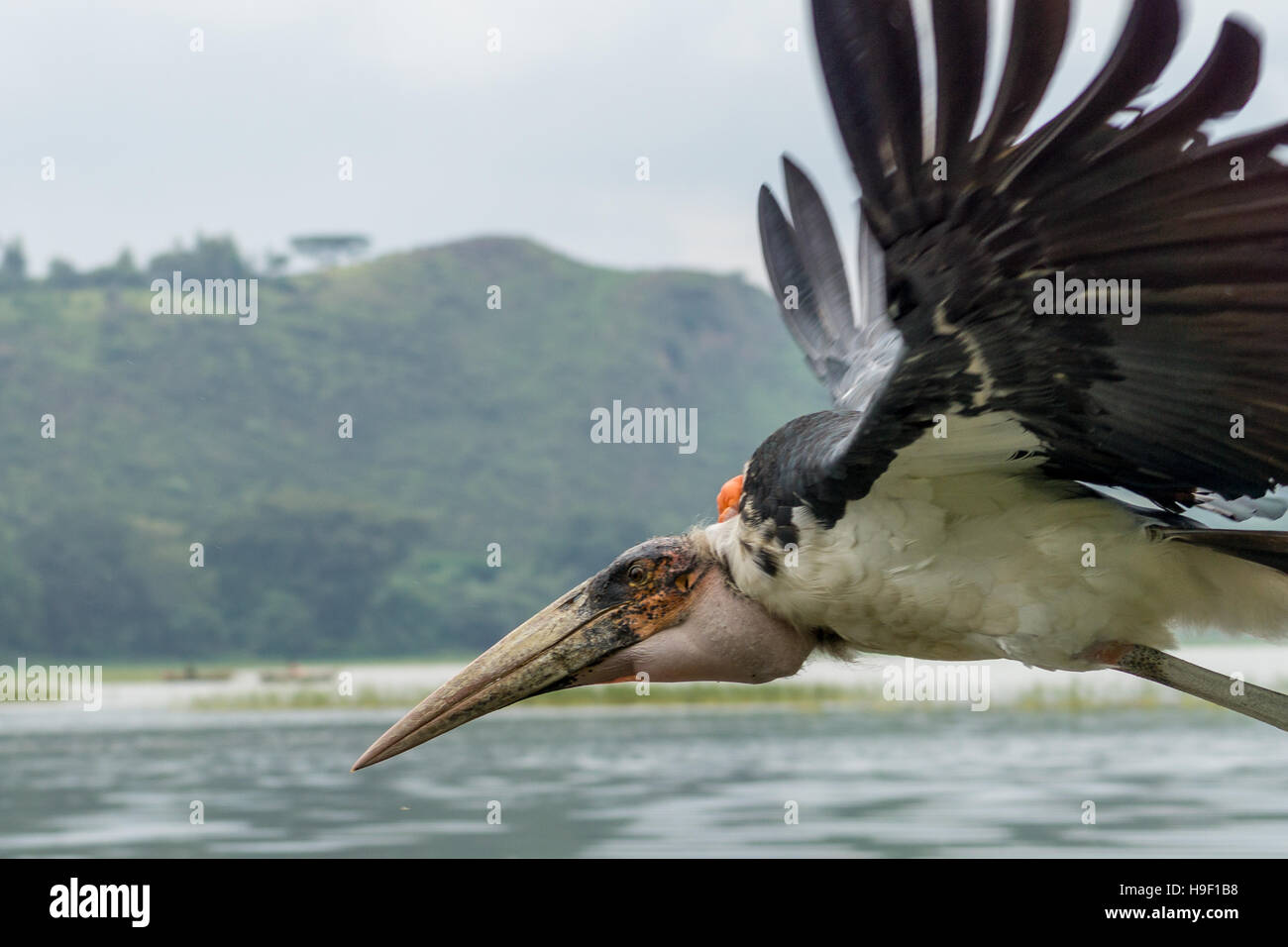 Una cigüeña Marabú ave carroñera a mediados de vuelo sobre el lago Hawassa Foto de stock