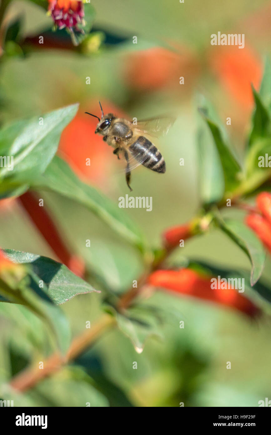 Una abeja volando en el aire Foto de stock