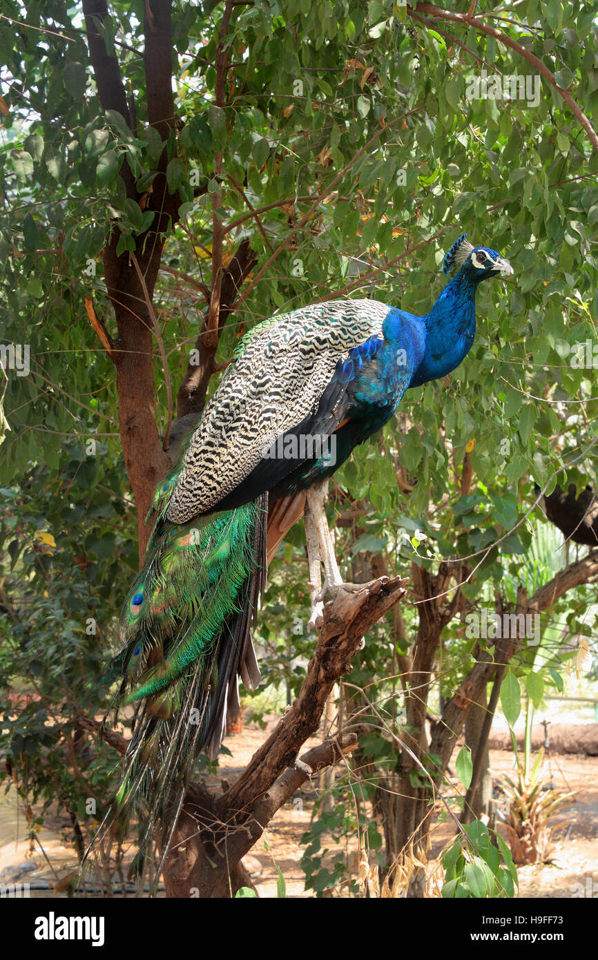 Peacock o Indian Peafowl masculinos, Hyderabad, Zoo, Telangana, India Foto de stock