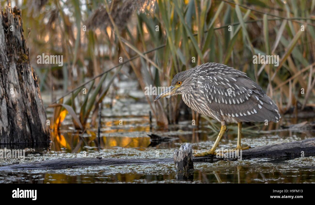 Corona negra noche juvenil pesca garza, cerca de Montreal, Quebec, Canadá Foto de stock