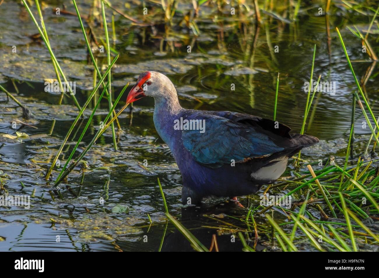 Pantano de cabeza gris gallina caminando en los pantanos de la Florida, Estados Unidos. Foto de stock