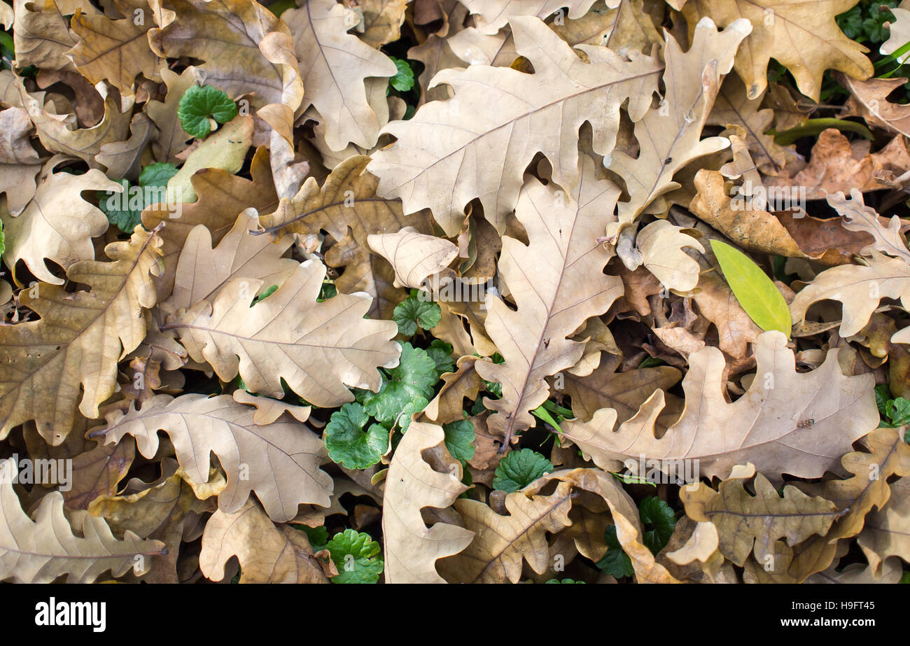 Vista superior de las hojas de roble caído en el otoño césped Foto de stock