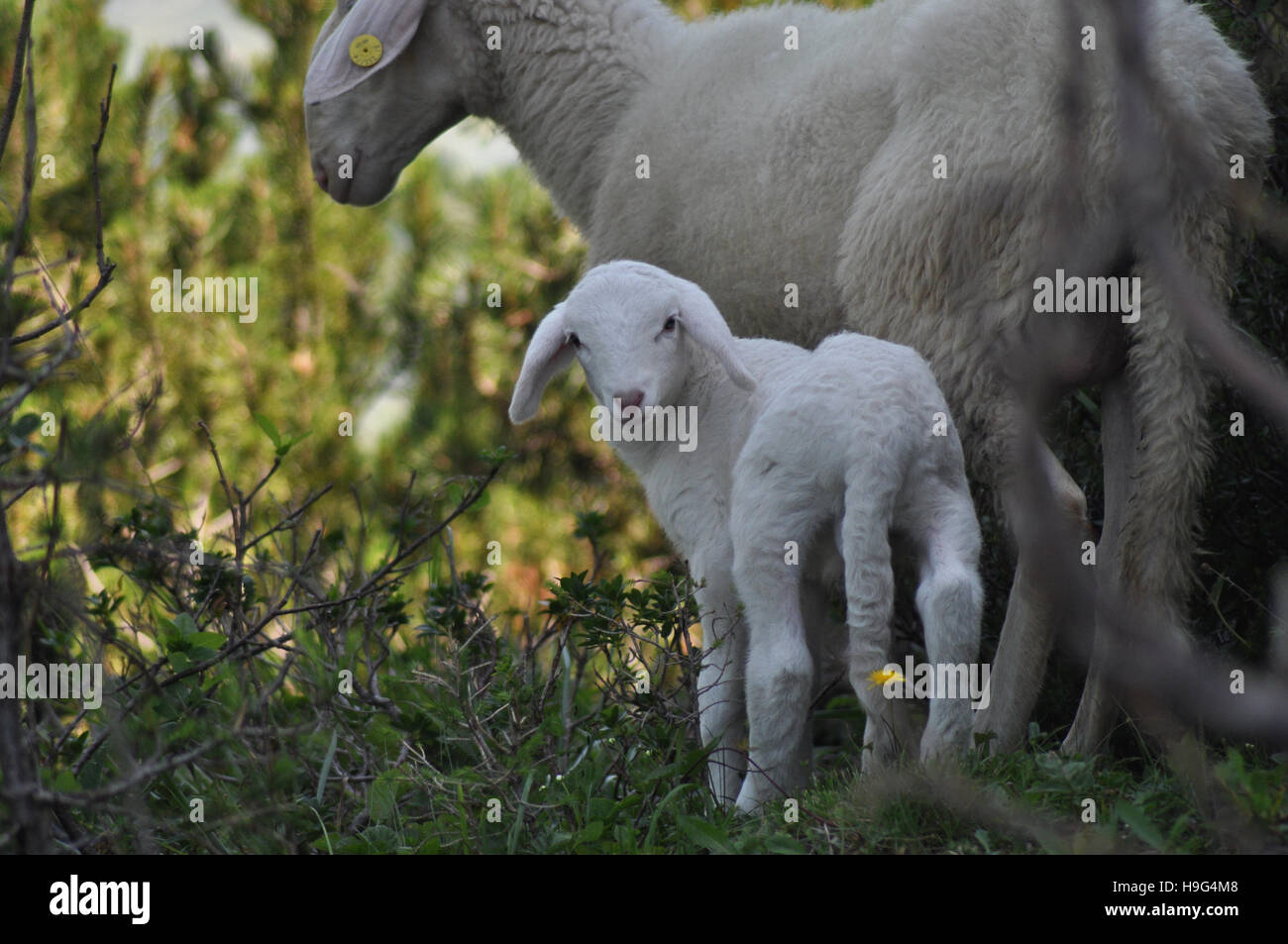 Cordero mirando la cámara, con la oveja padre, en Eslovenia Foto de stock