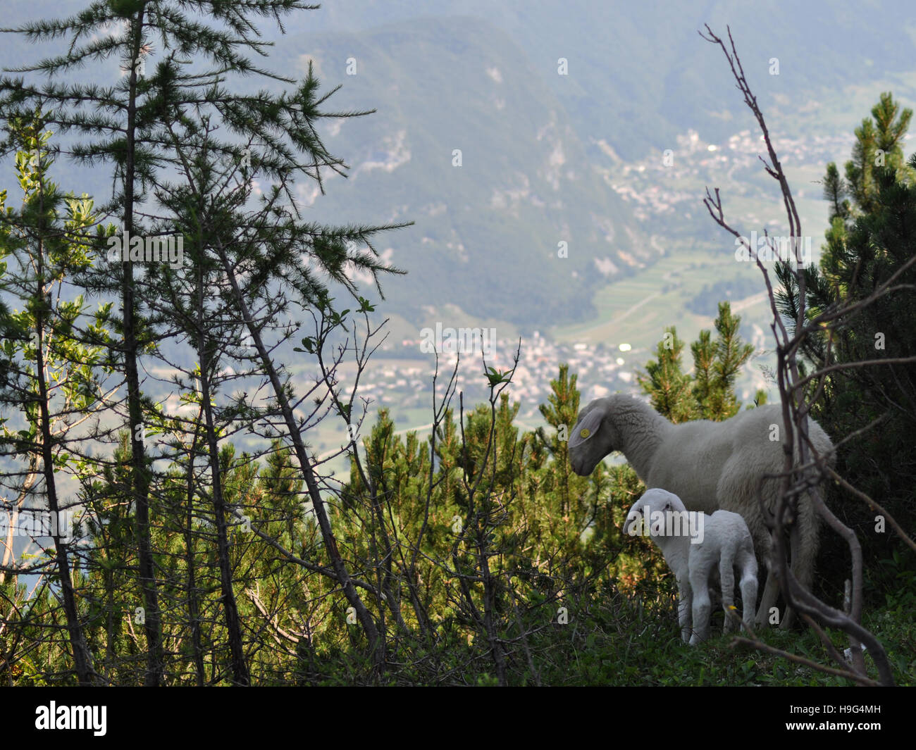 Ovejas y cordero en un paisaje alpino en Eslovenia Foto de stock