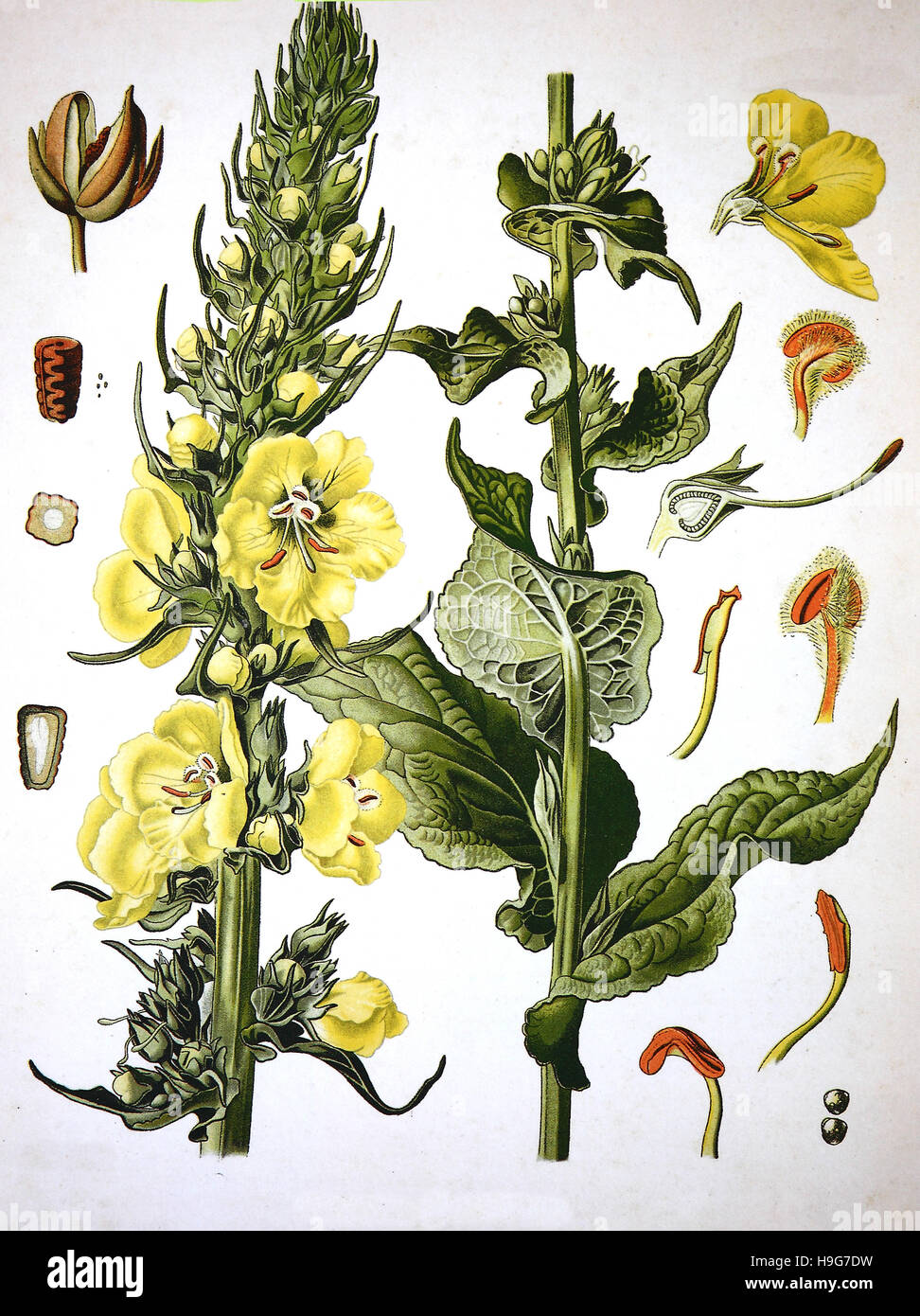 El Verbascum densiflorum, el denseflower mullein, densas de flores, plantas medicinales mullein Foto de stock