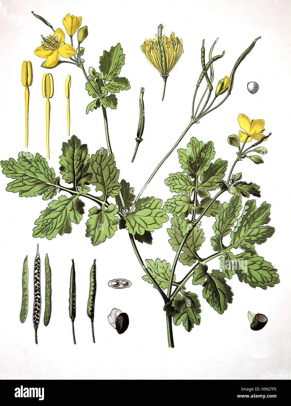 Helidonium majus, conocida comúnmente como mayor celidonia o tetterwort, tetterwort, nipplewort o swallowwort. Plantas medicinales Foto de stock