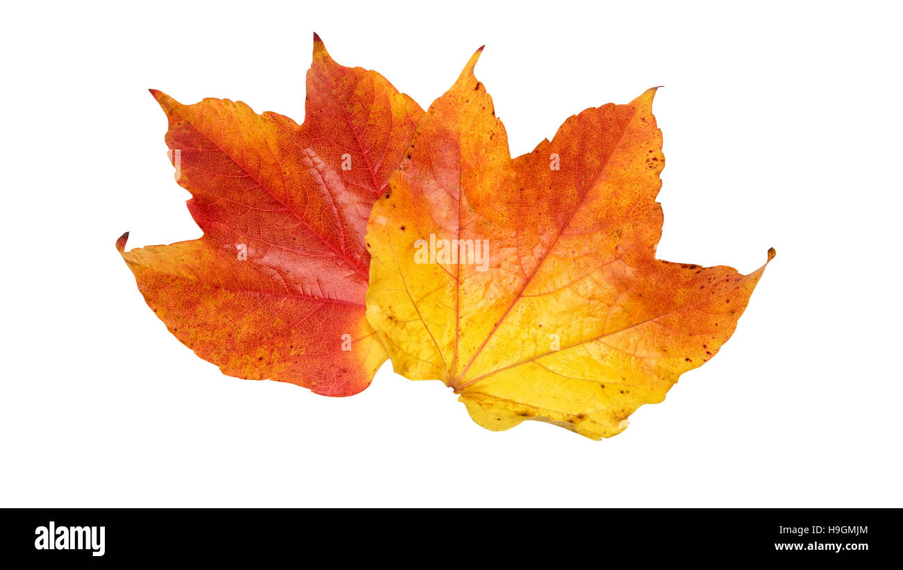 Colorido rojo amarillo otoño hojas caer aislado en blanco Foto de stock