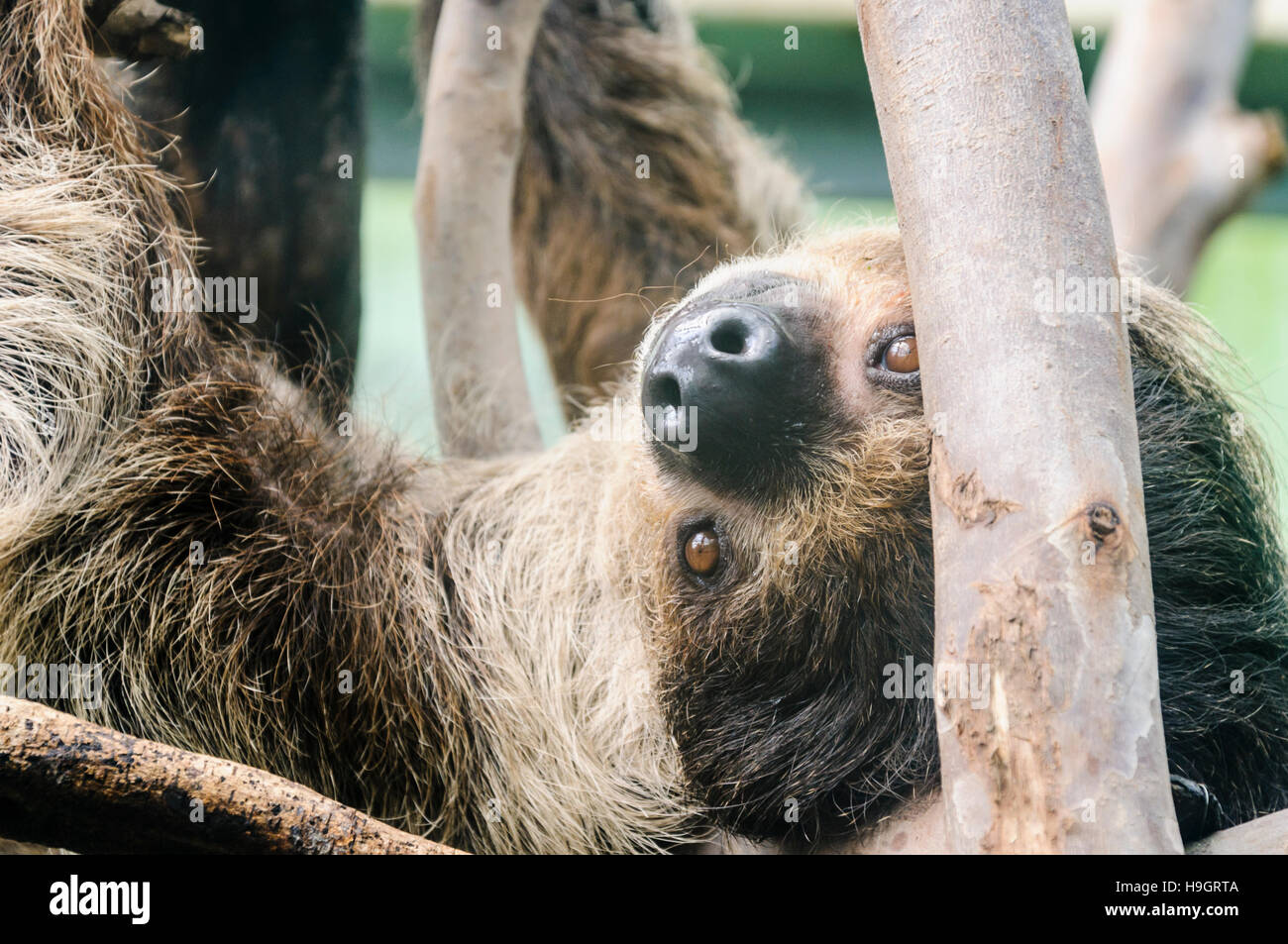 Tres vetado sloth colgado boca abajo de algunas ramas. Foto de stock