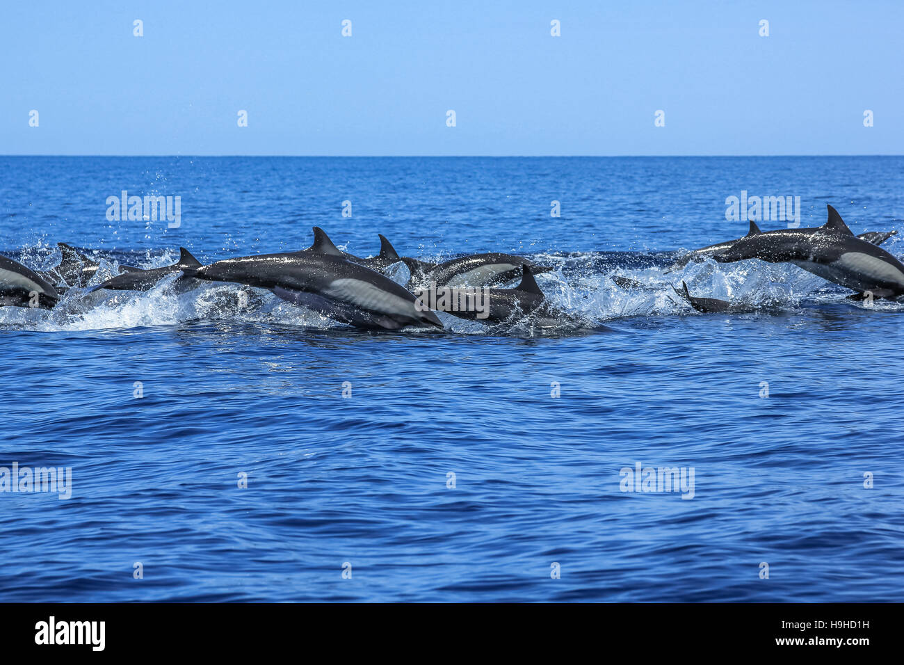 Grupo de delfines saltando Foto de stock