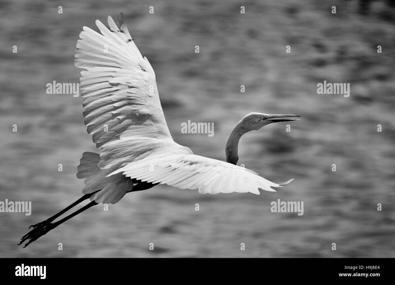 Heron volaba cerca de la superficie del agua Foto de stock