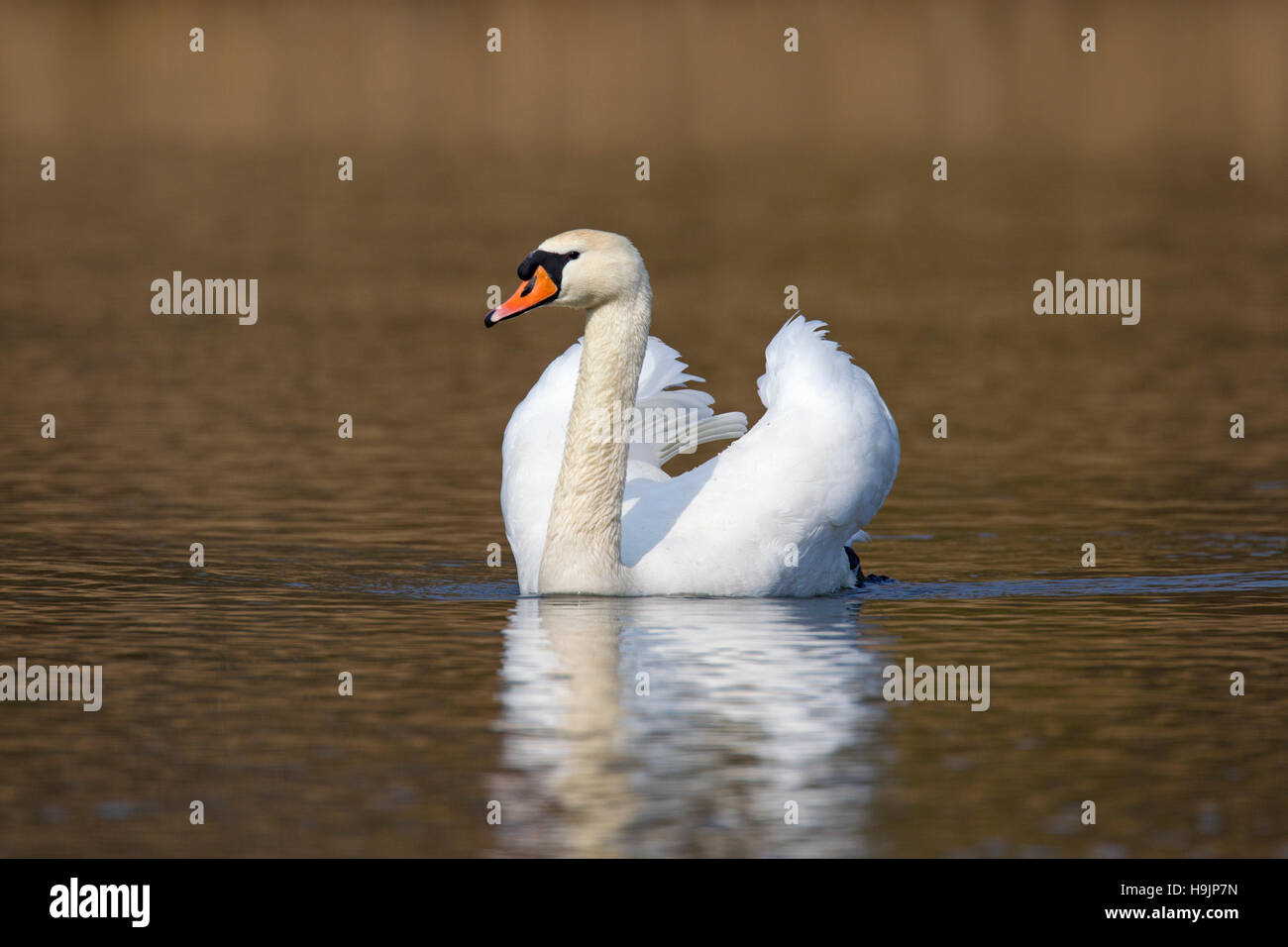 Cisne (Cygnus olor) macho nadar en el lago en la primavera Foto de stock