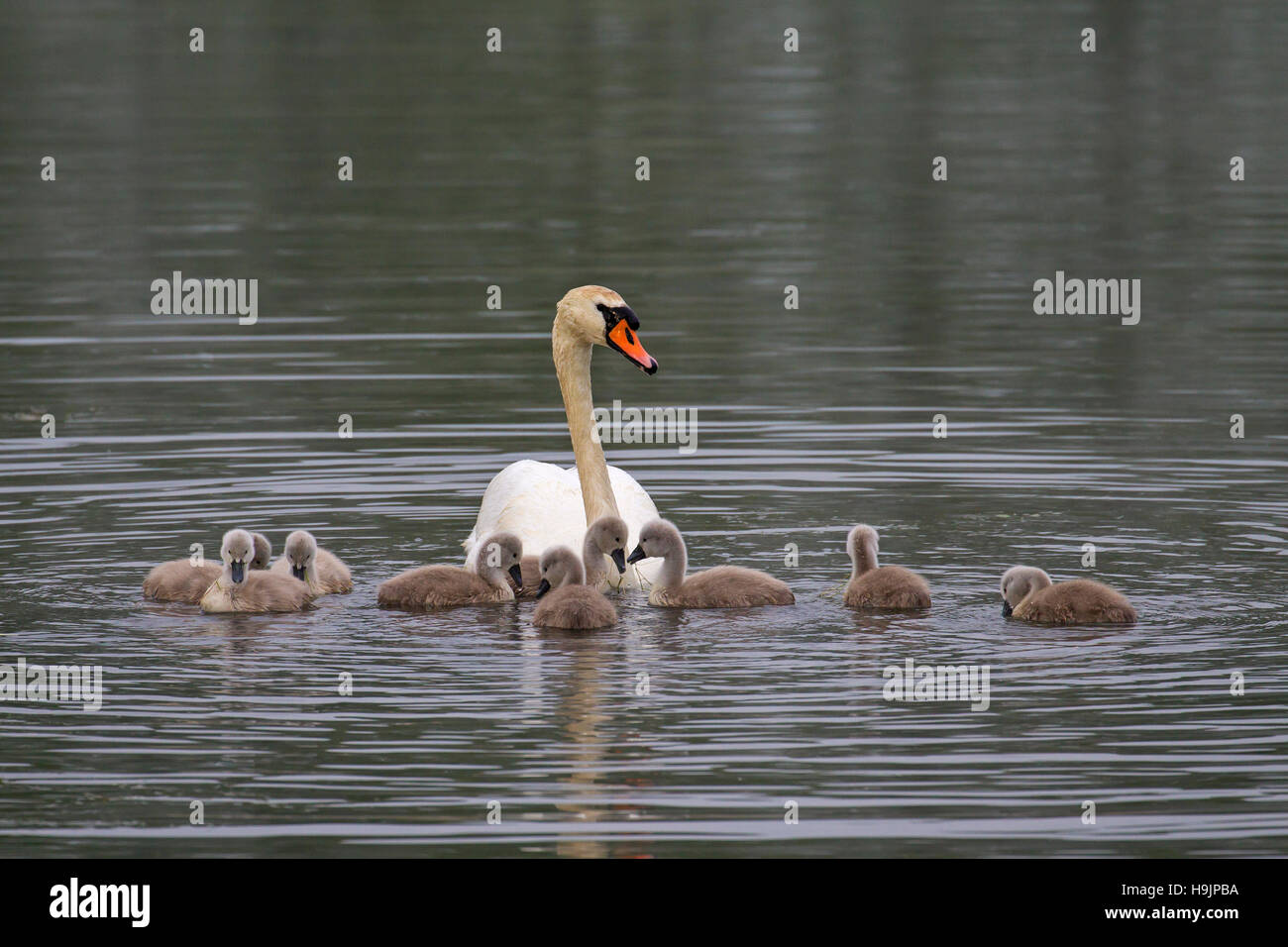 Cisne (Cygnus olor) nadando con jóvenes / cygnets en el lago en la primavera Foto de stock