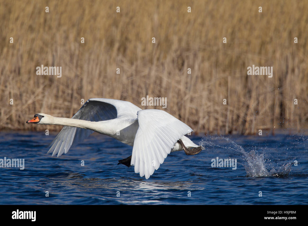 Cisne (Cygnus olor) macho despegando desde el lago en la primavera Foto de stock