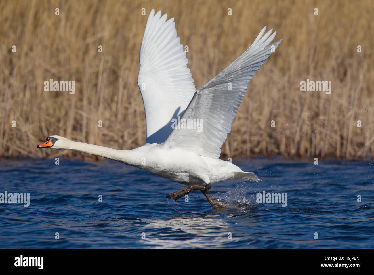 Cisne (Cygnus olor) macho despegando desde el lago en la primavera Foto de stock