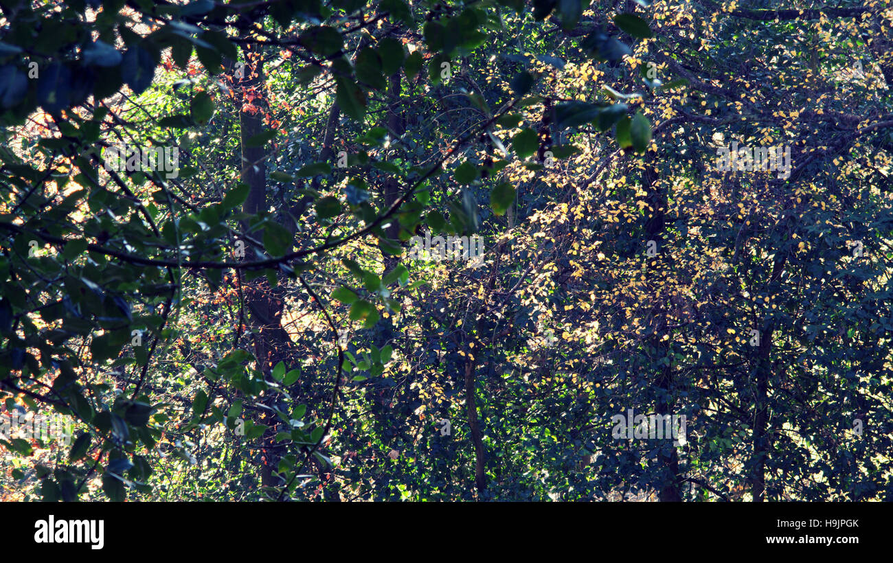 Árboles de follaje de otoño hojas doradas y patrones de color Foto de stock