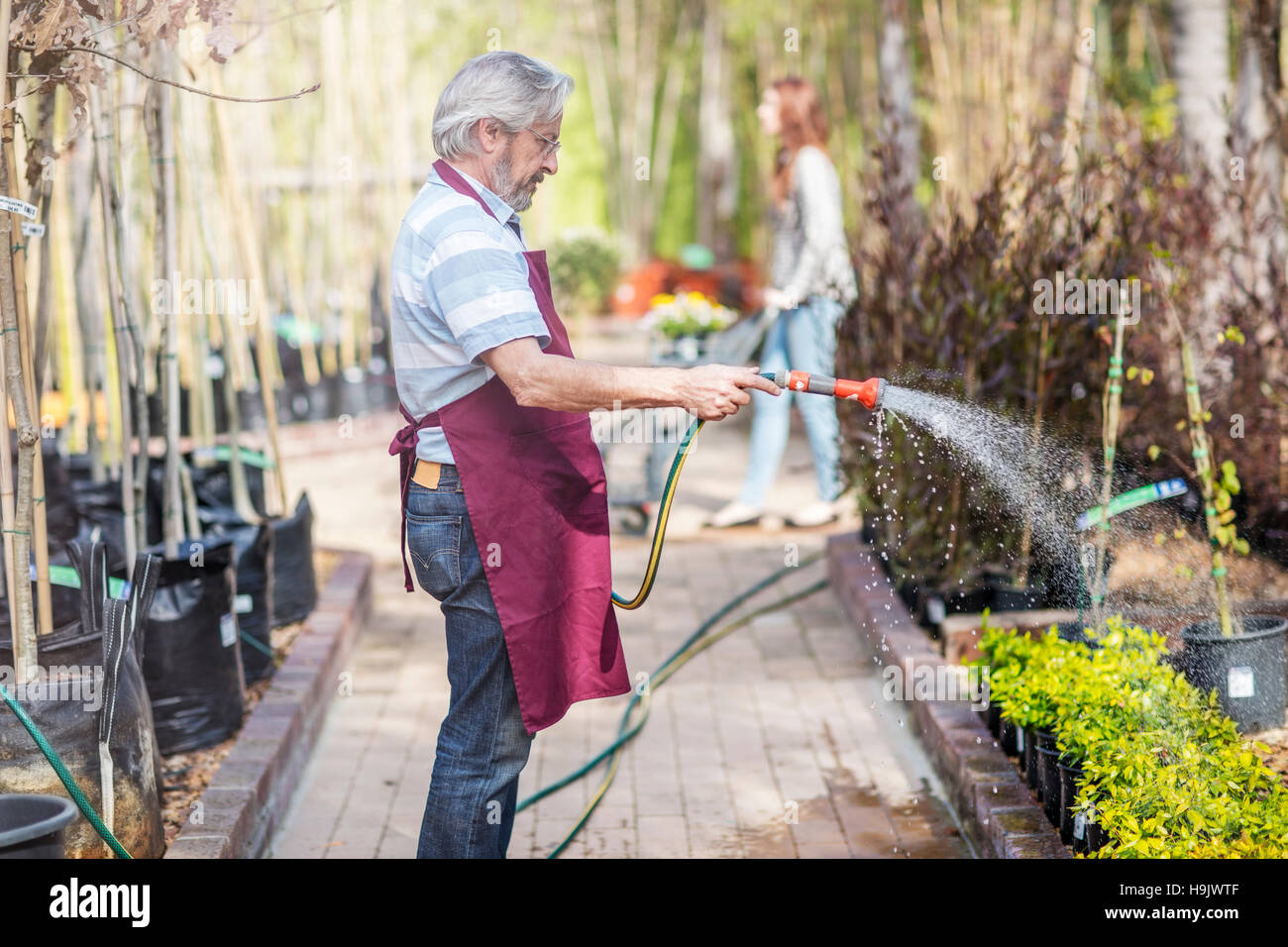 Ancianos jardinero regar las plantas en el centro de jardinería Foto de stock