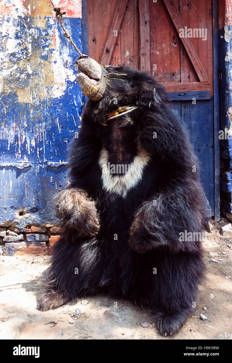 Oso perezoso (Melursus ursinus),oso cautivo realizar dance,oso bailarín,Rajasthan, India Foto de stock
