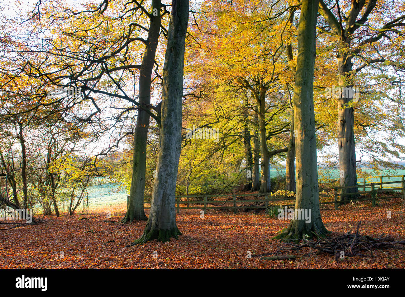 Fagus sylvatica. Hayedos con follaje de otoño en la campiña de Cotswold. Gloucestershire, Inglaterra Foto de stock