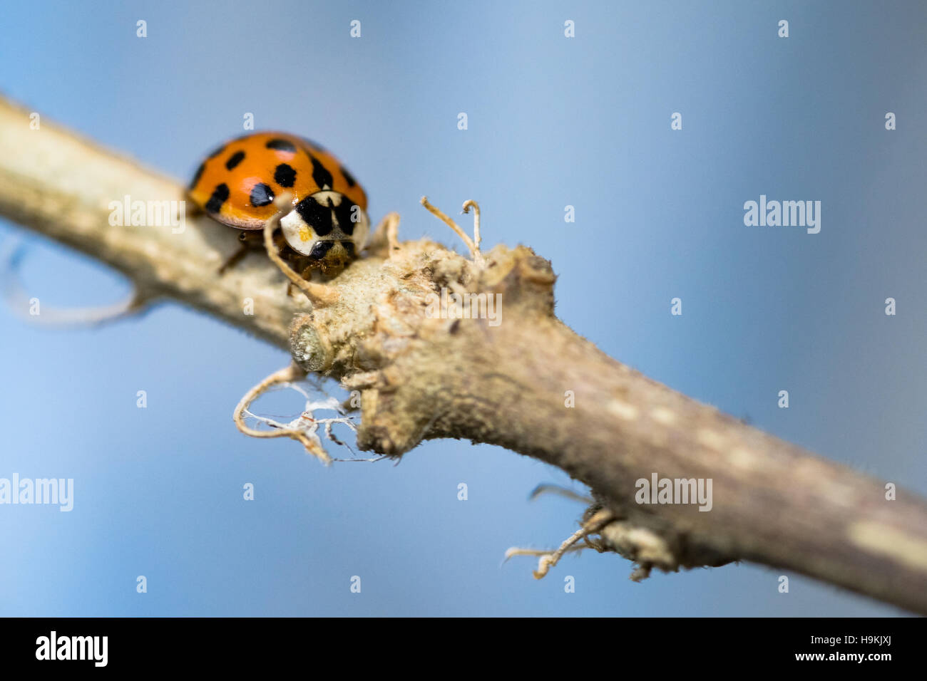 Señora escarabajo asiático - macro Foto de stock